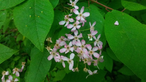 Prunus padus (bird cherry)