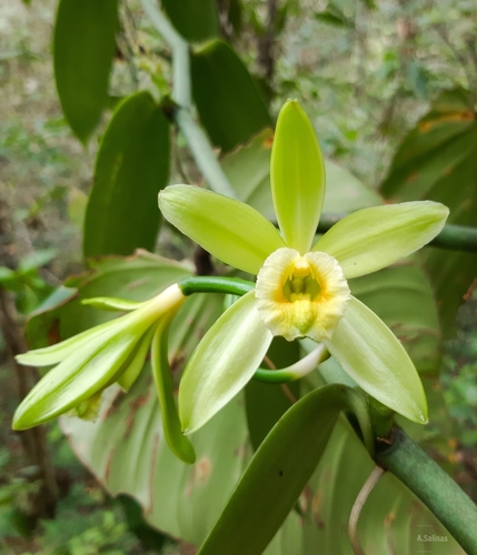 Vanilla planifolia (Vanilla Orchid)