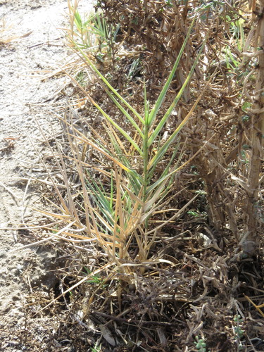 Distichlis spicata (Saltgrass) (alternate view 5)