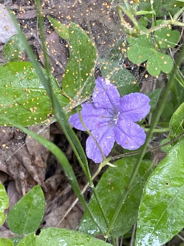 Ruellia (Ruellias) (alternate view 3)