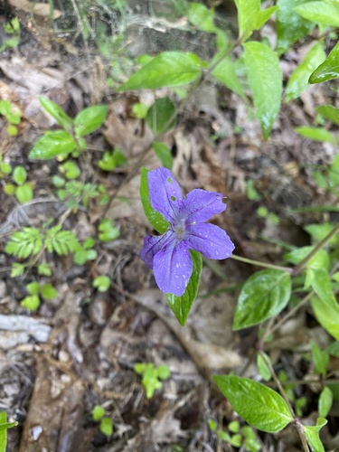Ruellia (Ruellias) (alternate view 4)