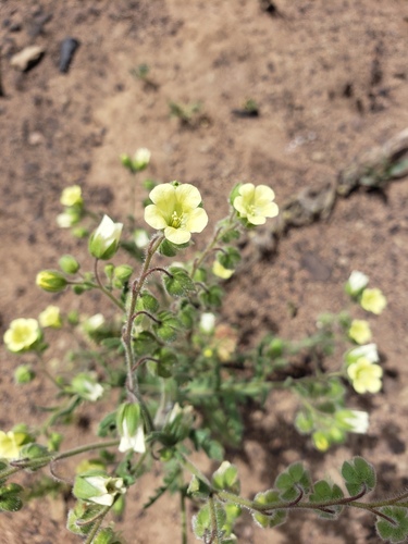 Emmenanthe penduliflora (whispering bells) (alternate view 2)