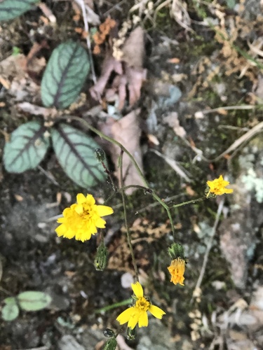 Hieracium venosum (rattlesnakeweed) (alternate view 3)