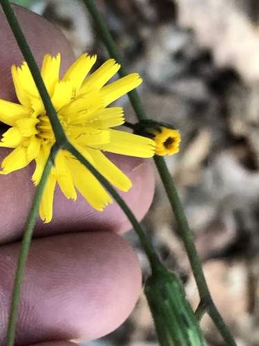 Hieracium venosum (rattlesnakeweed) (alternate view 4)