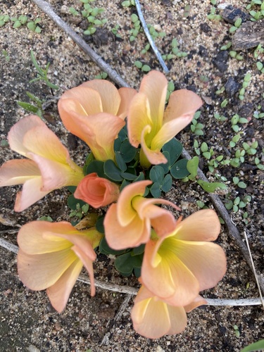 Oxalis purpurea (Purple woodsorrel) (alternate view 3)
