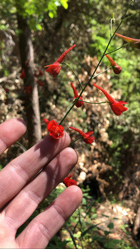 Delphinium nudicaule (Red larkspur) (alternate view 5)