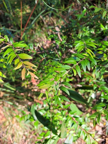 Austromyrtus dulcis (Midgen Berry)