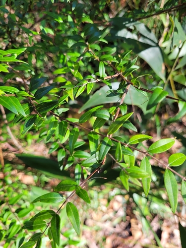 Austromyrtus dulcis (Midgen Berry) (alternate view 2)