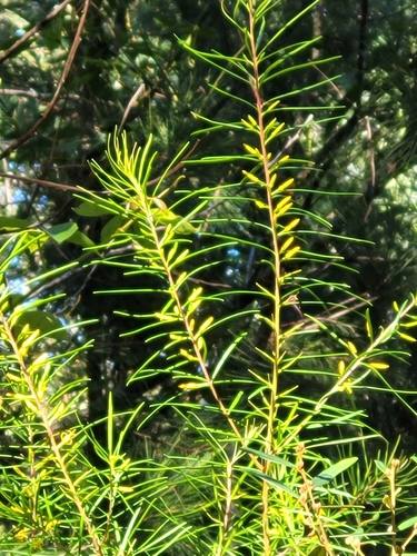 Persoonia virgata (small-leaved geebung) (alternate view 3)
