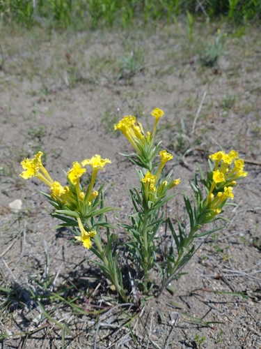 Lithospermum incisum (narrowleaf puccoon) (alternate view 5)