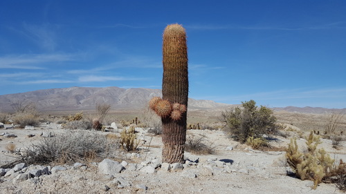Ferocactus cylindraceus (California Barrel Cactus)