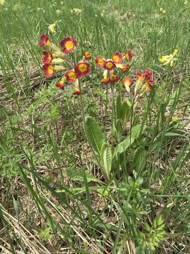 Primula (polyanthus) (alternate view 3)