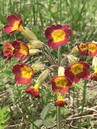 Primula (polyanthus) (alternate view 4)