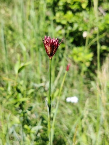 Dianthus carthusianorum (Carthusian Pink)