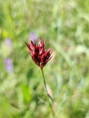 Dianthus carthusianorum (Carthusian Pink) (alternate view 2)