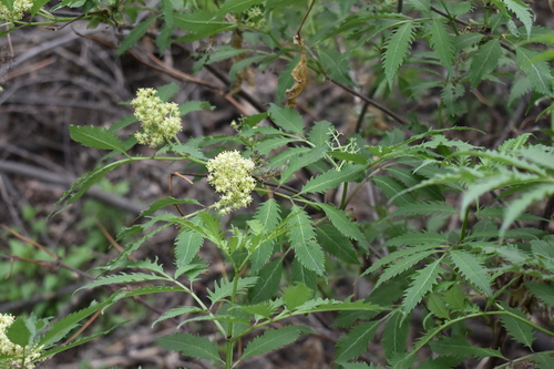 Sambucus racemosa (red elderberry)
