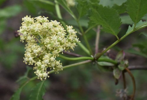 Sambucus racemosa (red elderberry)