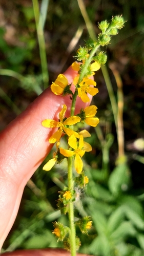 Agrimonia eupatoria (common agrimony)