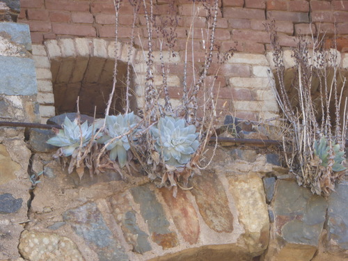 Dudleya pulverulenta (Chalk Dudleya)