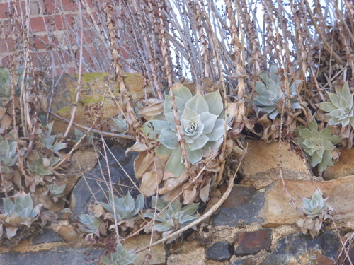Dudleya pulverulenta (Chalk Dudleya) (alternate view 2)