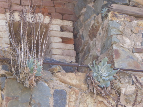 Dudleya pulverulenta (Chalk Dudleya) (alternate view 3)