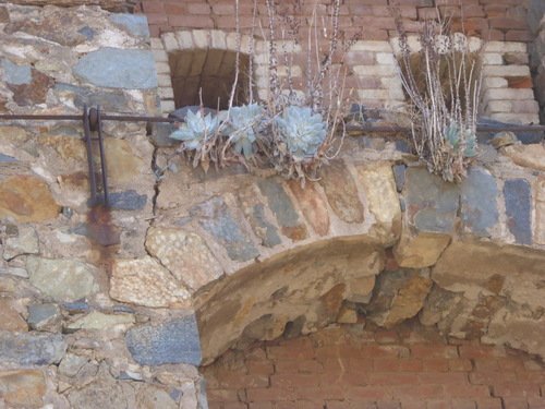 Dudleya pulverulenta (Chalk Dudleya) (alternate view 4)