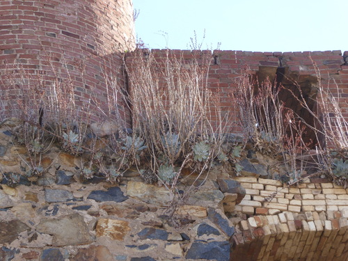 Dudleya pulverulenta (Chalk Dudleya) (alternate view 5)