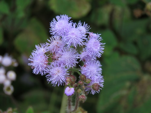 Ageratum houstonianum (Flossflower) (alternate view 3)