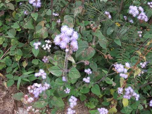 Ageratum houstonianum (Flossflower) (alternate view 4)