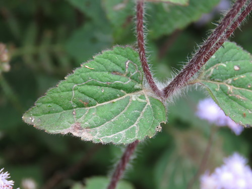 Ageratum houstonianum (Flossflower) (alternate view 5)