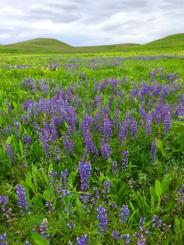 Lupinus perennis (Sundial Lupine)