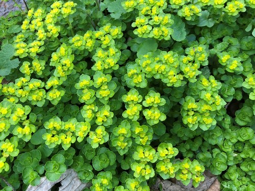 Chrysosplenium oppositifolium (Opposite-leaved Golden-saxifrage)