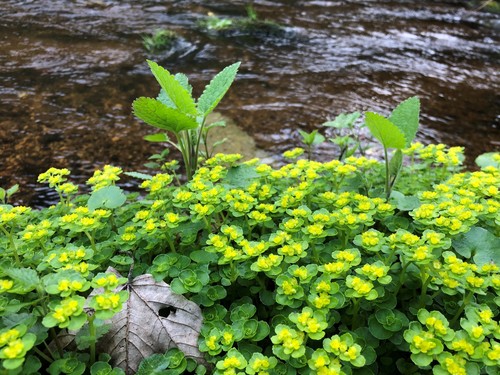 Chrysosplenium oppositifolium (Opposite-leaved Golden-saxifrage)