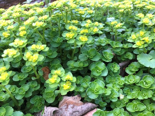 Chrysosplenium oppositifolium (Opposite-leaved Golden-saxifrage)