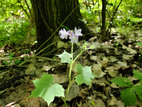 Hydrophyllum appendiculatum (great waterleaf) (alternate view 6)