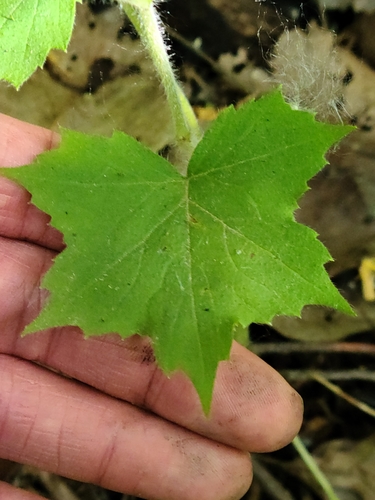 Hydrophyllum appendiculatum (great waterleaf) (alternate view 7)