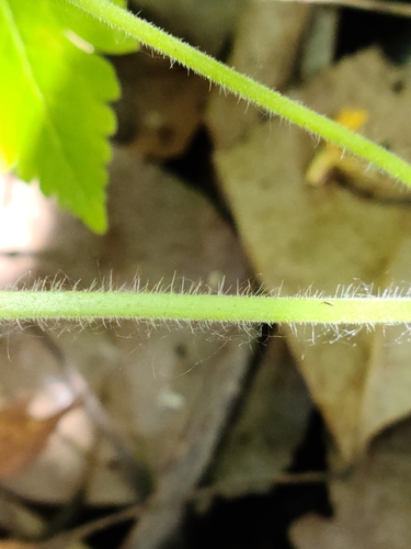 Hydrophyllum appendiculatum (great waterleaf) (alternate view 8)