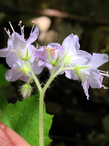 Hydrophyllum appendiculatum (great waterleaf) (alternate view 9)