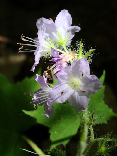 Hydrophyllum appendiculatum (great waterleaf) (alternate view 10)