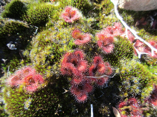 Drosera aberrans (Scented Sundew) (alternate view 8)