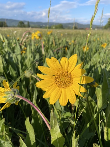 Wyethia angustifolia (Narrow Leaf Mule Ears) (alternate view 3)