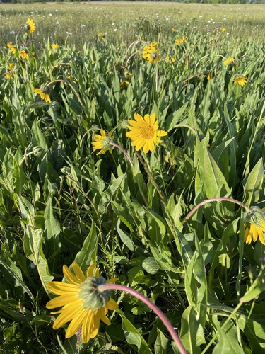 Wyethia angustifolia (Narrow Leaf Mule Ears) (alternate view 4)