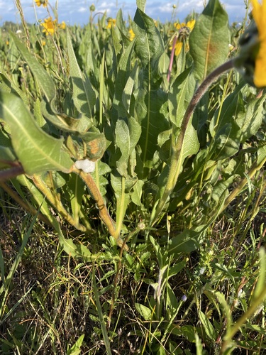 Wyethia angustifolia (Narrow Leaf Mule Ears) (alternate view 5)