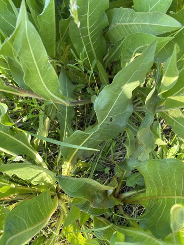 Wyethia angustifolia (Narrow Leaf Mule Ears) (alternate view 6)