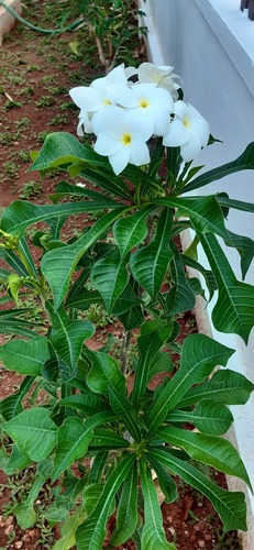 Plumeria (Frangipani Trees) (alternate view 8)