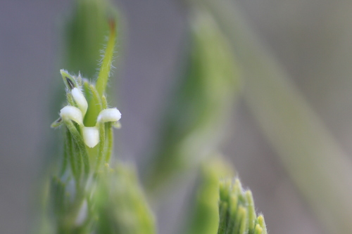 Adenanthos terminalis (Gland Flower) (alternate view 3)
