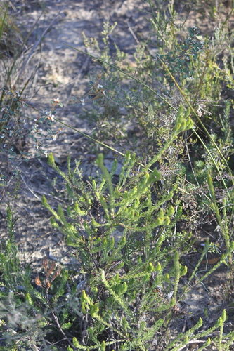 Adenanthos terminalis (Gland Flower) (alternate view 4)