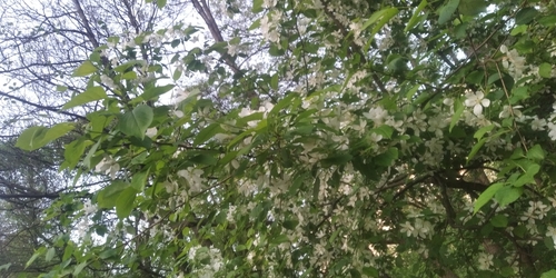 Malus baccata (Siberian crabapple) (alternate view 10)