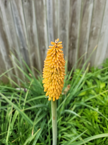 Kniphofia uvaria (Red Hot Poker) (alternate view 2)