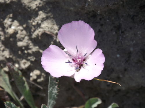 Calochortus splendens (Splendid Mariposa Lily) (alternate view 9)